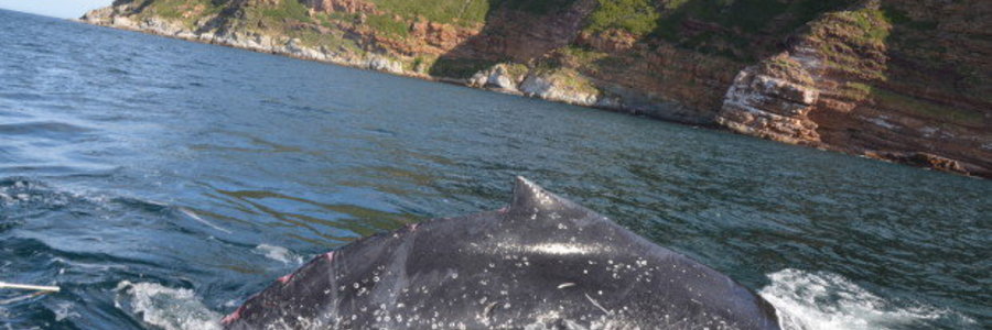 Picture Mike Meyer/SAWDN